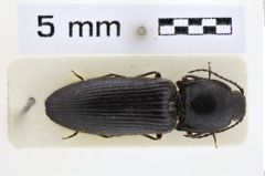 Foto (Dorsalansicht) von Hemicrepidius agajevi (NHMW-ZOO-COL-0008950)